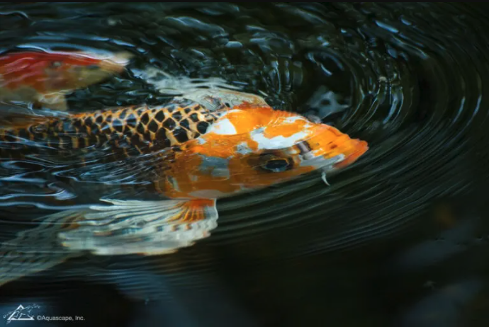 Smelly Fish